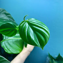 Load image into Gallery viewer, Philodendron Pittieri &amp; Mamei Rooted Propagation Pot
