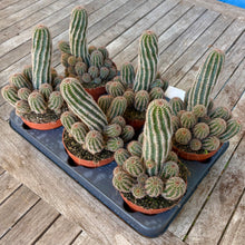 Load image into Gallery viewer, Chamaelobivia 'Hedgehog Cactus'
