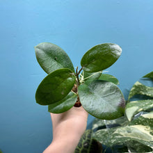 Load image into Gallery viewer, Hoya Australis Propagation Pot A
