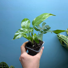Load image into Gallery viewer, Rhaphidophora Tetrasperma 'Monstera Minima' Propagation Pot
