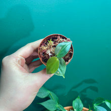 Load image into Gallery viewer, Philodendron Werneri Mini B
