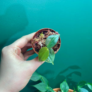 Philodendron Werneri Mini B