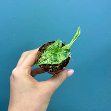 Load image into Gallery viewer, Syngonium &#39;Mojito&#39; Rooted Cutting Pot
