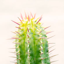 Load image into Gallery viewer, Baby Euphorbia Aggregata Variagata
