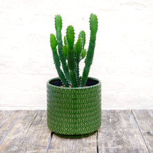 Load image into Gallery viewer, Euphorbia Triangularis
