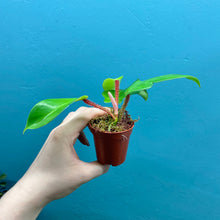 Load image into Gallery viewer, Philodendron Squamiferum Rooted Cutting Pot
