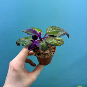 Gynura Aurantiaca 'Purple Velvet' Propagation Pot