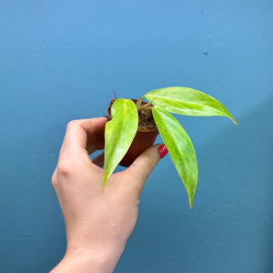 Philodendron 'Painted Lady' A