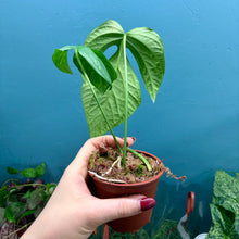 Load image into Gallery viewer, Amydrium Medium Silver Rooted Cutting
