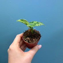 Load image into Gallery viewer, Syngonium &#39;Mojito&#39; Rooted Cutting Pot
