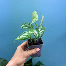 Load image into Gallery viewer, Scindapsus &#39;Trebie&#39; Rooted Cutting
