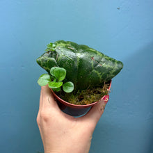 Load image into Gallery viewer, Streptocarpus &#39;Pretty Turtle&#39; Rooted Propagation Small Plant
