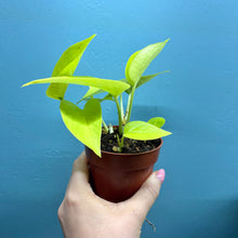 Load image into Gallery viewer, Epipremnum Aureum 'Neon Pothos' B
