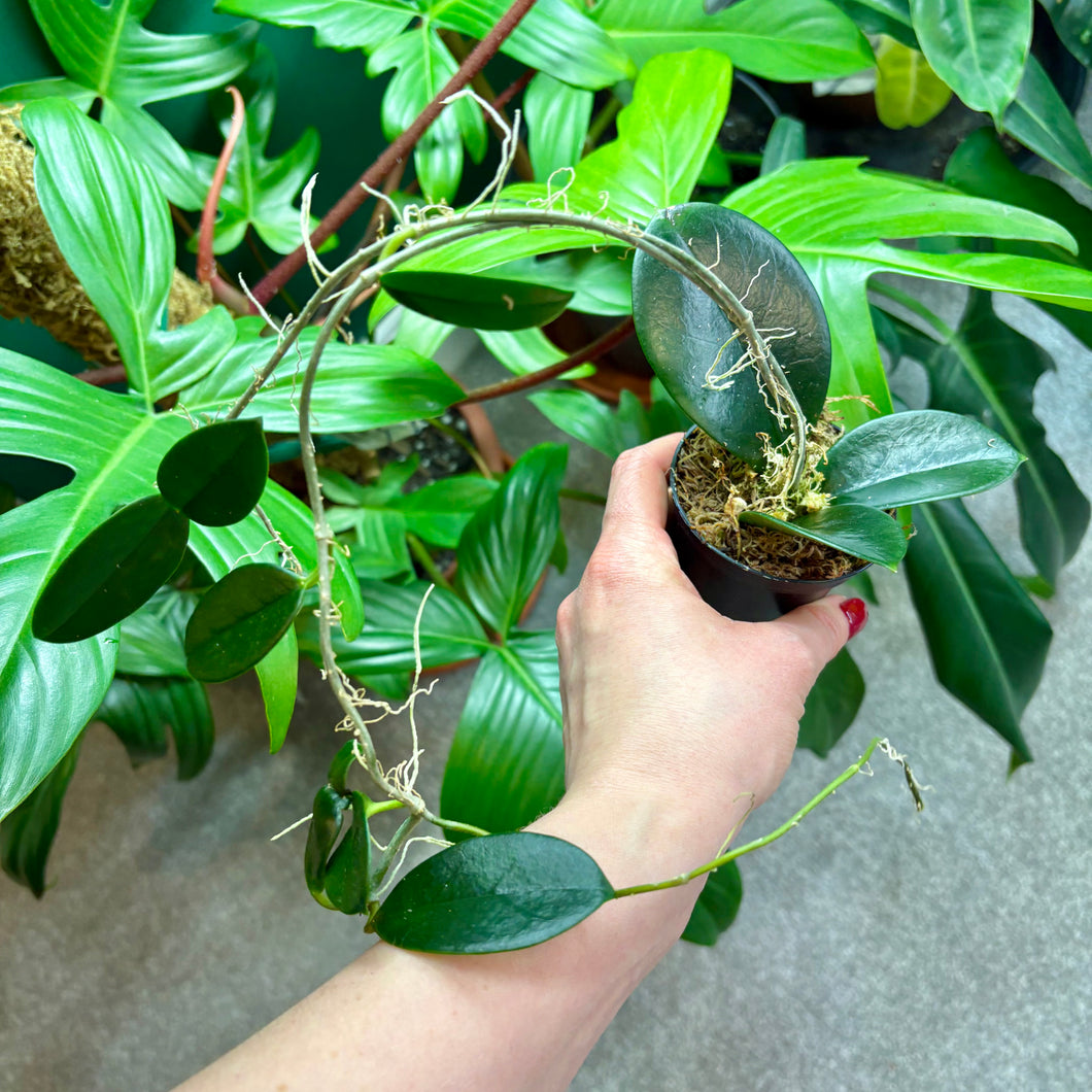 Hoya Australis Propagation Pot