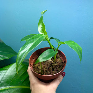 Philodendron 'Jerry Horne'