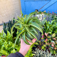 Load image into Gallery viewer, Chlorophytum Caribbean &#39;Bonnie&#39; (Curly Spider Plant)
