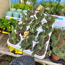 Load image into Gallery viewer, Gasteria &#39;Little Warty&#39;
