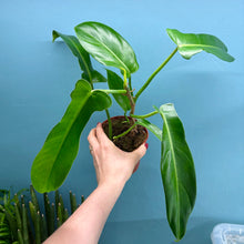 Load image into Gallery viewer, Philodendron 'Jerry Horne'
