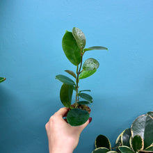 Load image into Gallery viewer, Hoya Australis Propagation Pot A
