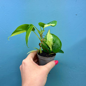 Philodendron 'Cream Splash'
