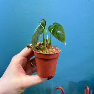 Philodendron Brandtianum Rooted Cutting Pot