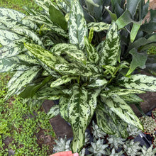 Load image into Gallery viewer, Aglaonema &#39;Maria&#39; (Chinese Evergreen)
