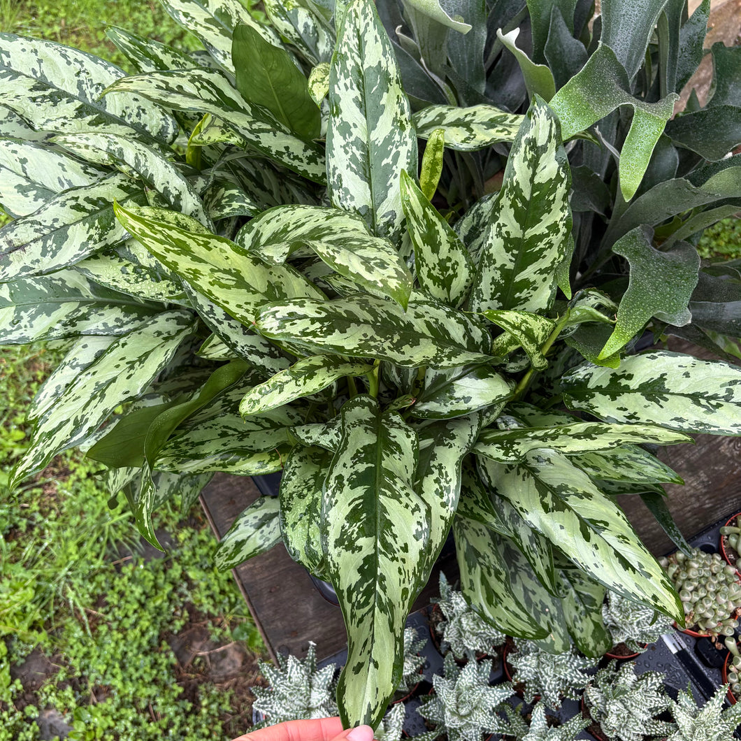 Aglaonema 'Maria' (Chinese Evergreen)