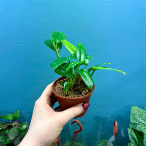Monstera Standleyana 'Cobra Plant'
