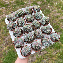 Load image into Gallery viewer, Echeveria Cristata &#39;Pink Edge&#39;
