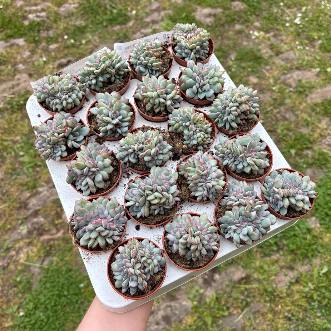 Echeveria Cristata 'Pink Edge'