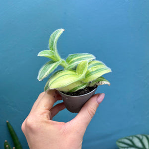 Tradescantia Sillamontana Variegated