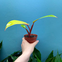 Load image into Gallery viewer, Philodendron &#39;Painted Lady&#39;
