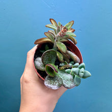 Load image into Gallery viewer, Succulent Propagation Pot B
