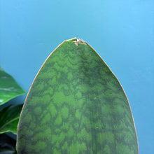 Load image into Gallery viewer, Sansevieria Masoniana &#39;Victoria&#39; (Whale Fin)
