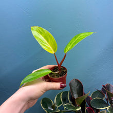 Load image into Gallery viewer, Philodendron &#39;Painted Lady&#39; B
