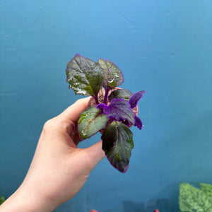 Gynura Aurantiaca 'Purple Velvet' Propagation Pot