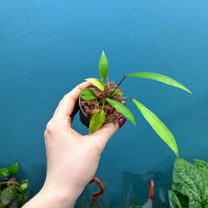 Anthurium Gracile Seedlings A