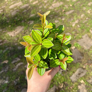 Peperomia Angulata 'Rocca Scuro'