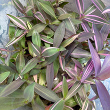 Load image into Gallery viewer, Tradescantia Pallida Variegated 'Pink Stripe' Propagation Pot

