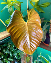 Load image into Gallery viewer, Philodendron Lynamii
