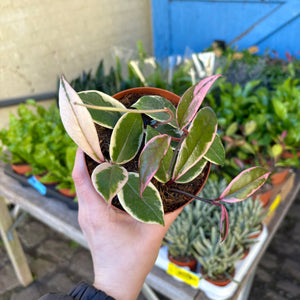 Hoya Carnosa Tricolour 'Flamingo Dream'