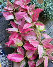 Load image into Gallery viewer, Aglaonema &#39;Pink Star&#39; (Chinese Evergreen)
