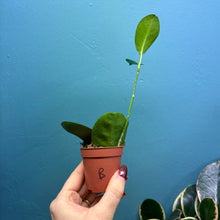 Load image into Gallery viewer, Hoya Australis Propagation Pot B
