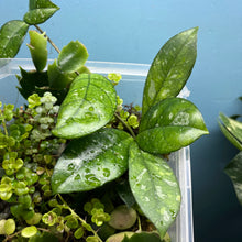 Load image into Gallery viewer, Propagation Bundle Tub 85 - Hoya, Peperomia, Pilea, Schlumbergera &amp; Hoya
