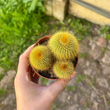 Load image into Gallery viewer, Parodia Leninghausii 'Golden Ball Cactus'
