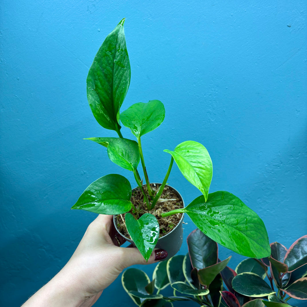 Epipremnum Aureum Green Pothos Rooted Cuttings