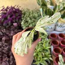 Load image into Gallery viewer, Rhaphidophora Puberula Variegata
