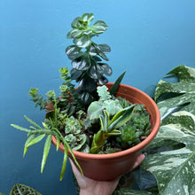Load image into Gallery viewer, Propagation Bundle Tub - Succulent Mega Mix!

