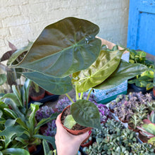 Load image into Gallery viewer, Alocasia Wentii ‘Hardy Elephant Ear’
