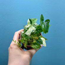 Load image into Gallery viewer, Syngonium Podophyllum Albo Variegata Propagation Pot
